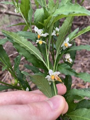 Solanum pseudocapsicum