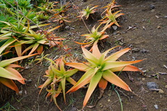 Aloe macra