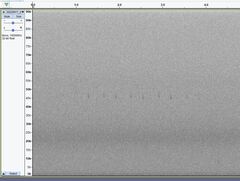 Pipistrellus pipistrellus