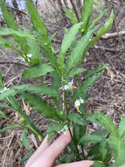 Solanum pseudocapsicum