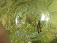 Stenobothrus lineatus