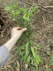 Solanum pseudocapsicum