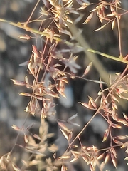 Agrostis stolonifera