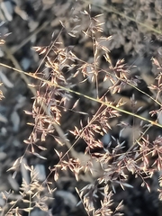 Agrostis stolonifera