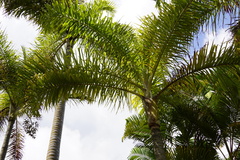 Dypsis madagascariensis