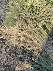 Agrostis stolonifera