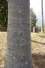 Dypsis madagascariensis