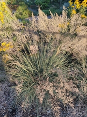 Agrostis stolonifera