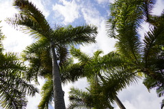 Dypsis madagascariensis