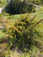 Berberis glaucocarpa