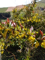 Berberis glaucocarpa