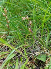 Acianthus sinclairii