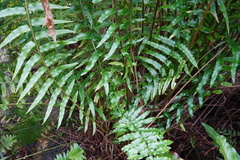 Angiopteris madagascariensis