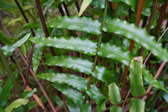 Angiopteris madagascariensis