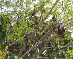 Pteropus seychellensis comorensis
