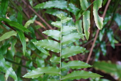 Angiopteris madagascariensis