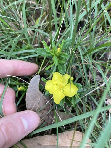 Image of Hibbertia diffusa by (c) Thomas Mesaglio, some rights reserved (CC BY)