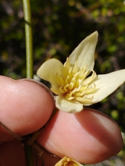 Clematis afoliata