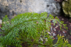 Asplenium daucifolium
