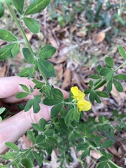 Genista monspessulana