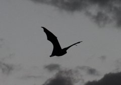 Pteropus seychellensis comorensis
