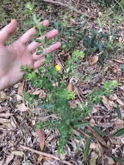 Genista monspessulana
