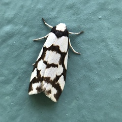 Scaptesyle dichotoma