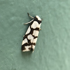 Scaptesyle dichotoma