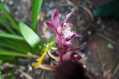 Cymbidium