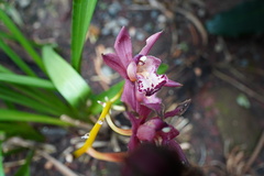 Cymbidium