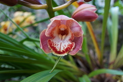 Cymbidium