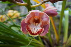 Cymbidium
