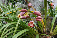 Cymbidium