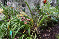 Cymbidium
