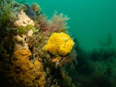 Brachaluteres jacksonianus