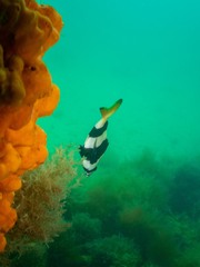 Pseudogoniistius nigripes