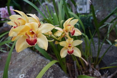 Cymbidium