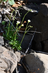 Saxifraga cespitosa