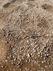 Meroles cuneirostris