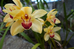 Cymbidium