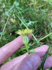 Urospermum picroides