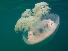 Pseudorhiza haeckeli