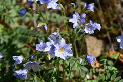 Polemonium boreale