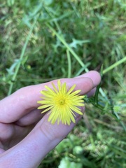 Urospermum picroides