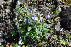 Polemonium boreale