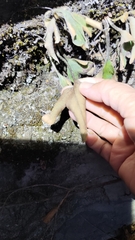 Pyrrosia polydactylos