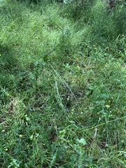 Urospermum picroides