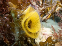 Nudibranchia