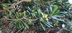 Pittosporum