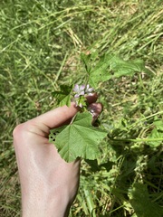 Malva nicaeensis